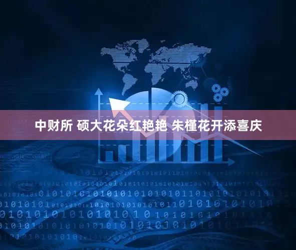 中财所 硕大花朵红艳艳 朱槿花开添喜庆